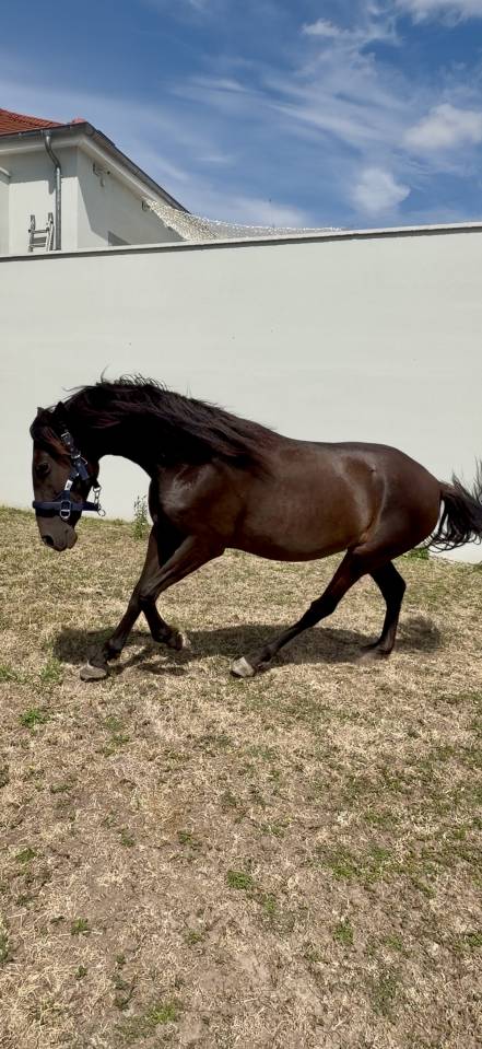 Puledra PRE Andaluso In vendita 2024 Baio scuro