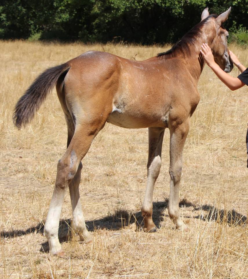 Puledro Sella Francese In vendita 2026 Grigio
