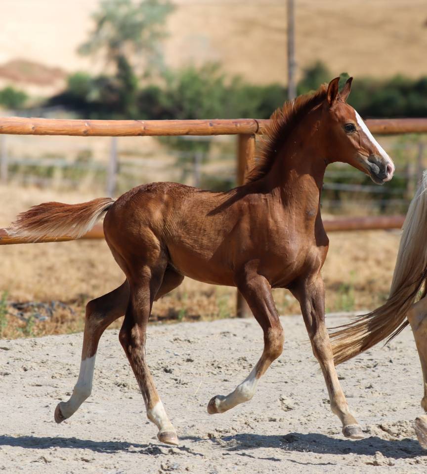 Puledro KWPN Cavallo da Sport Neerlandese In vendita 2026 Sauro brul&eacute; ,  Fifty fifty
