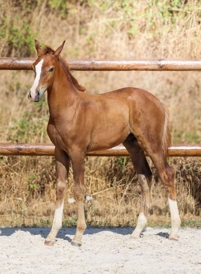 Puledro KWPN Cavallo da Sport Neerlandese In vendita 2026 Sauro brul&eacute; ,  Fifty fifty