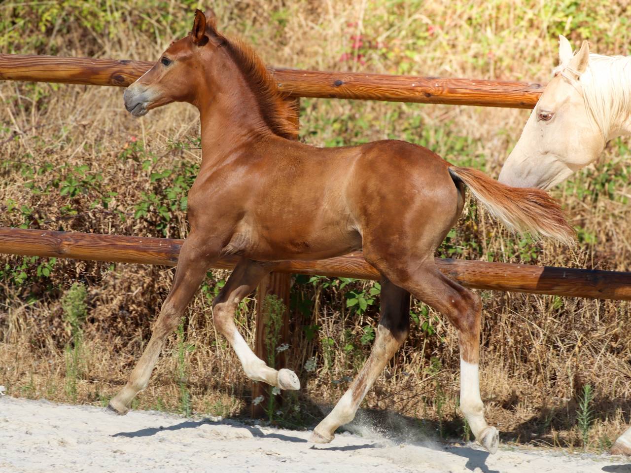 Puledro KWPN Cavallo da Sport Neerlandese In vendita 2026 Sauro brul&eacute; ,  Fifty fifty