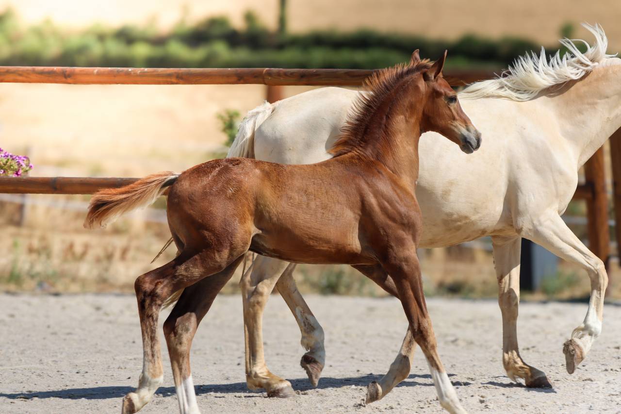 Puledro KWPN Cavallo da Sport Neerlandese In vendita 2026 Sauro brul&eacute; ,  Fifty fifty