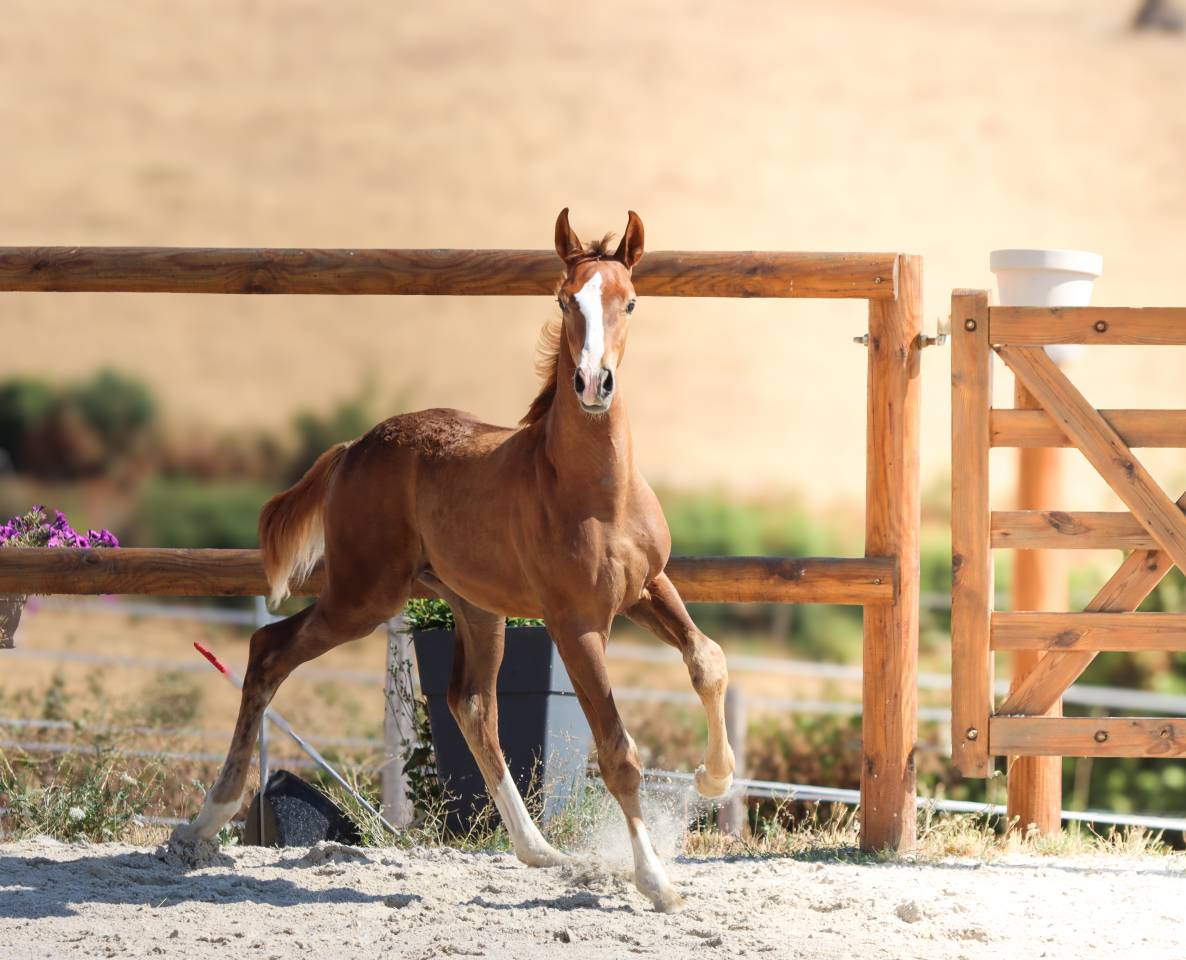Puledro KWPN Cavallo da Sport Neerlandese In vendita 2026 Sauro brul&eacute; ,  Fifty fifty