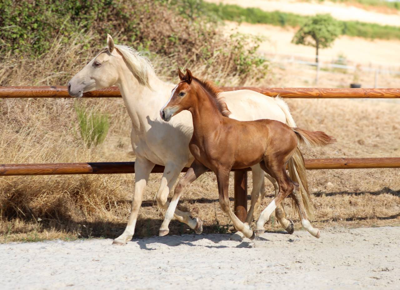 Puledro KWPN Cavallo da Sport Neerlandese In vendita 2026 Sauro brul&eacute; ,  Fifty fifty