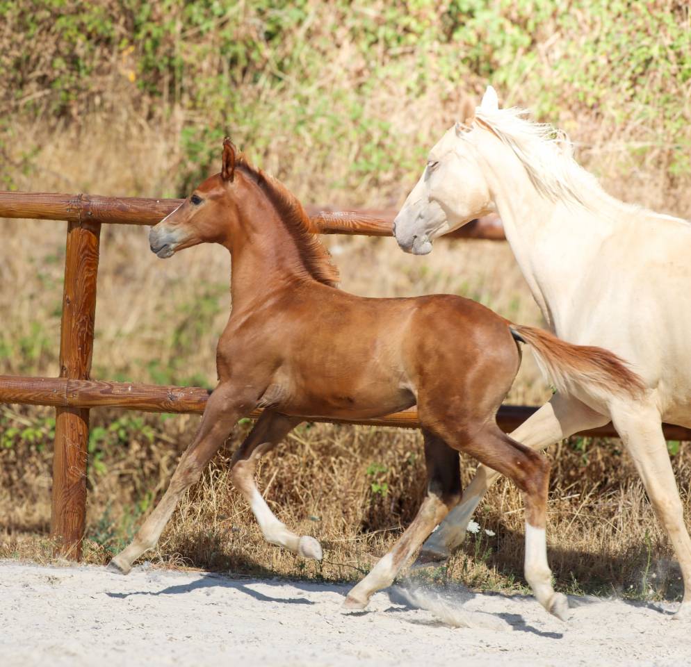 Puledro KWPN Cavallo da Sport Neerlandese In vendita 2026 Sauro brul&eacute; ,  Fifty fifty