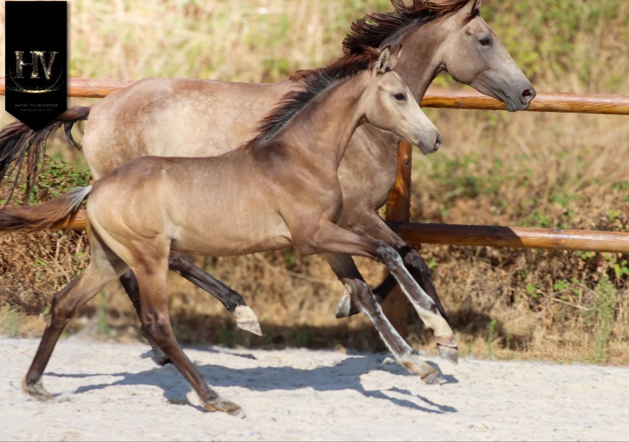 Puledro KWPN Cavallo da Sport Neerlandese In vendita 2026 Isabella ,  Quaterhit