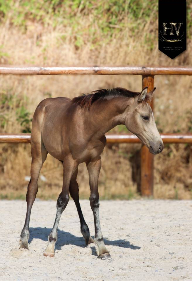 Puledro KWPN Cavallo da Sport Neerlandese In vendita 2026 Isabella ,  Quaterhit