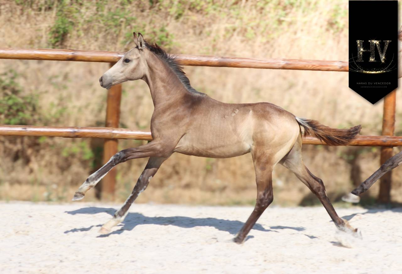 Puledro KWPN Cavallo da Sport Neerlandese In vendita 2026 Isabella ,  Quaterhit