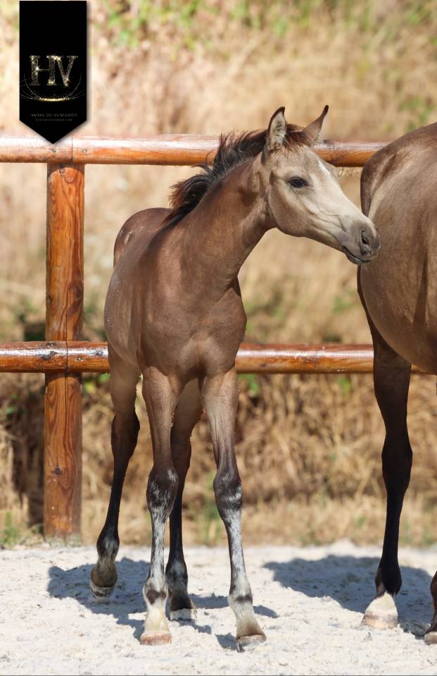 Puledro KWPN Cavallo da Sport Neerlandese In vendita 2026 Isabella ,  Quaterhit