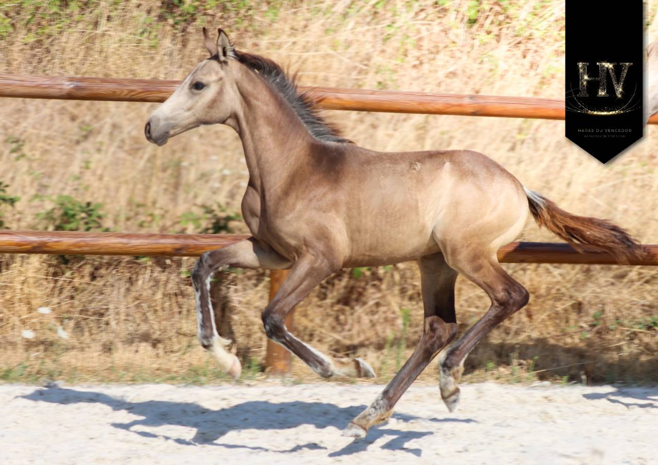 Puledro KWPN Cavallo da Sport Neerlandese In vendita 2026 Isabella ,  Quaterhit
