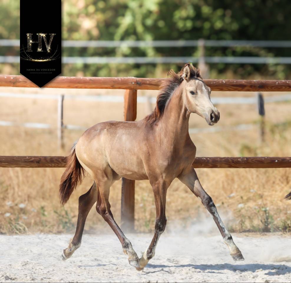 Puledro KWPN Cavallo da Sport Neerlandese In vendita 2026 Isabella ,  Quaterhit