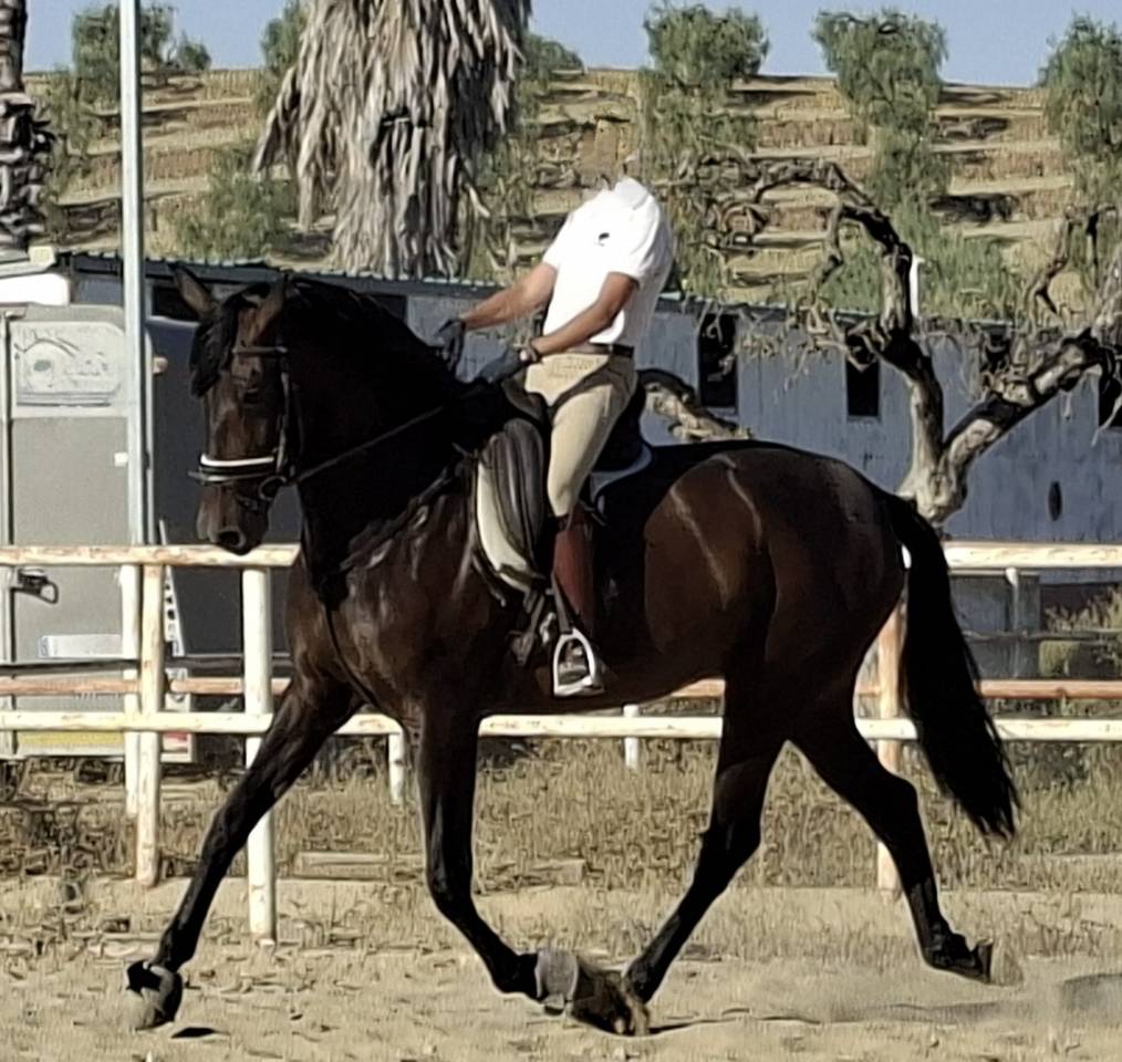 Cavalla PRE Andaluso In vendita 2021 Nero
