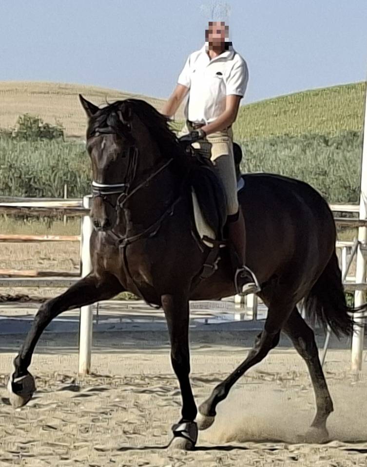 Cavalla PRE Andaluso In vendita 2021 Nero