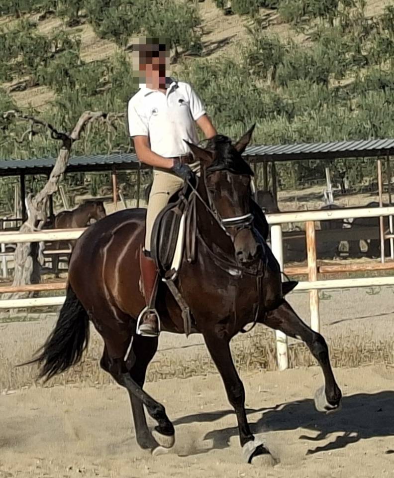 Cavalla PRE Andaluso In vendita 2021 Nero