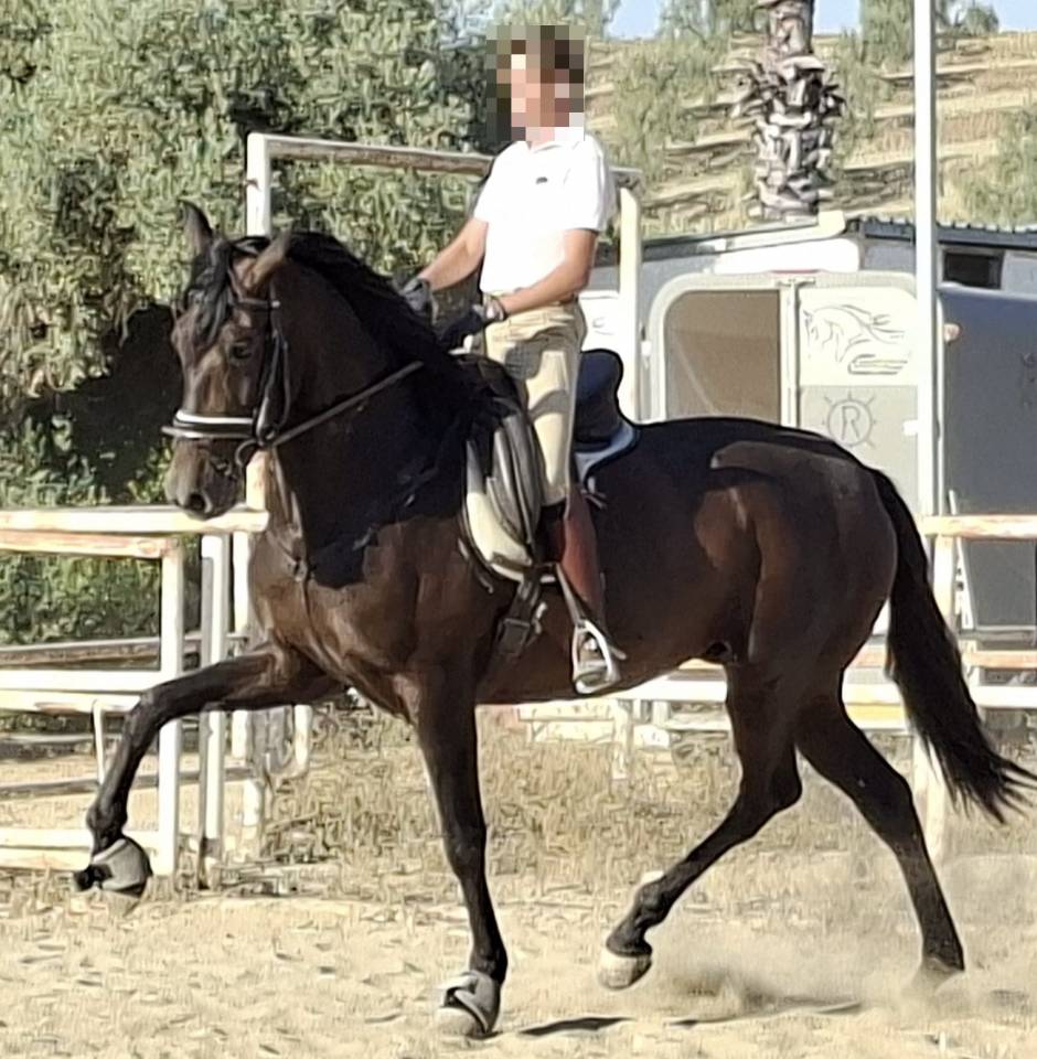 Cavalla PRE Andaluso In vendita 2021 Nero