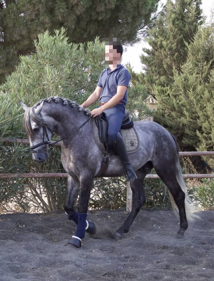 Intero PRE Andaluso In vendita 2021 Grigio