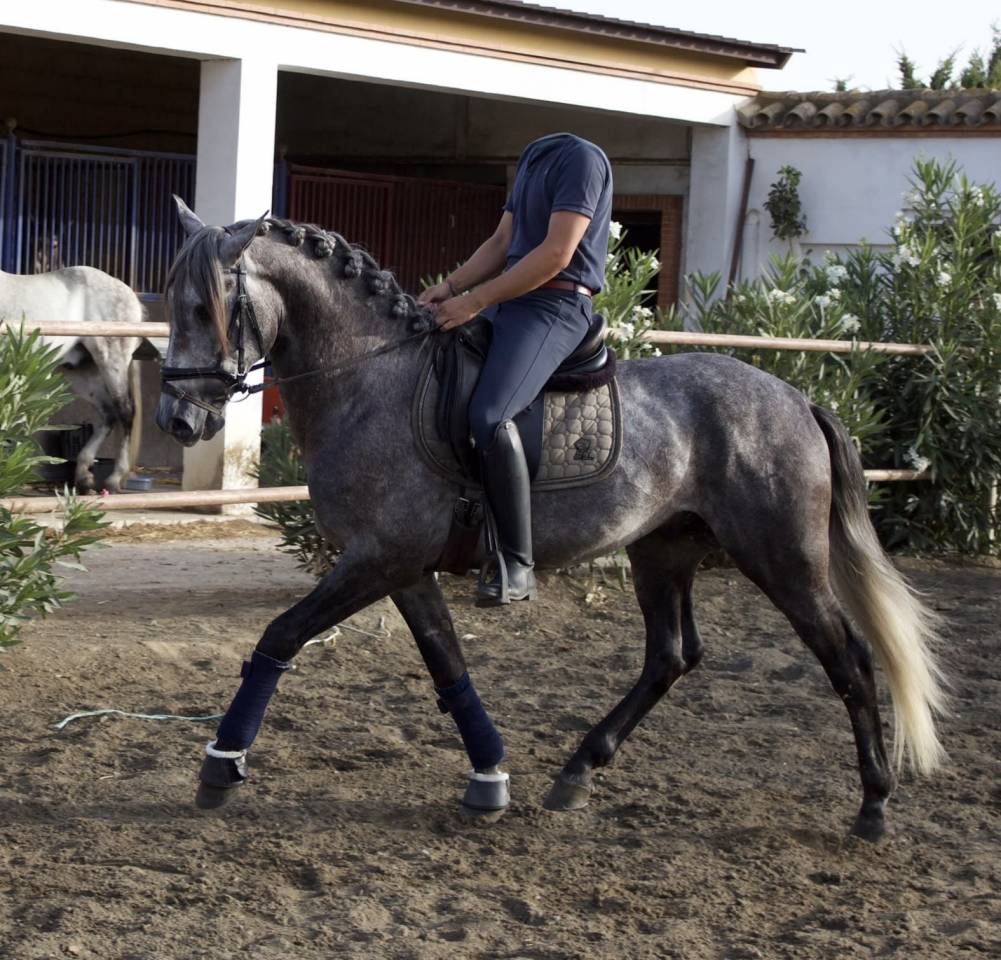 Intero PRE Andaluso In vendita 2021 Grigio