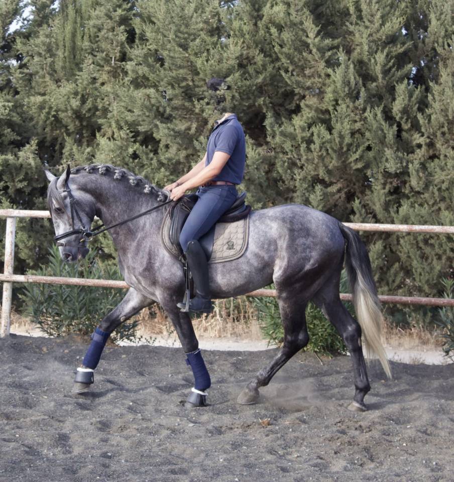 Intero PRE Andaluso In vendita 2021 Grigio