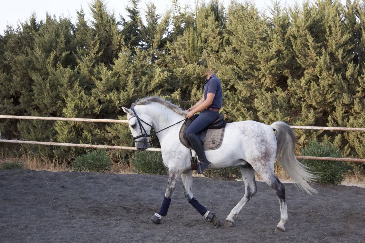 Castrone PRE Andaluso In vendita 2017 Grigio
