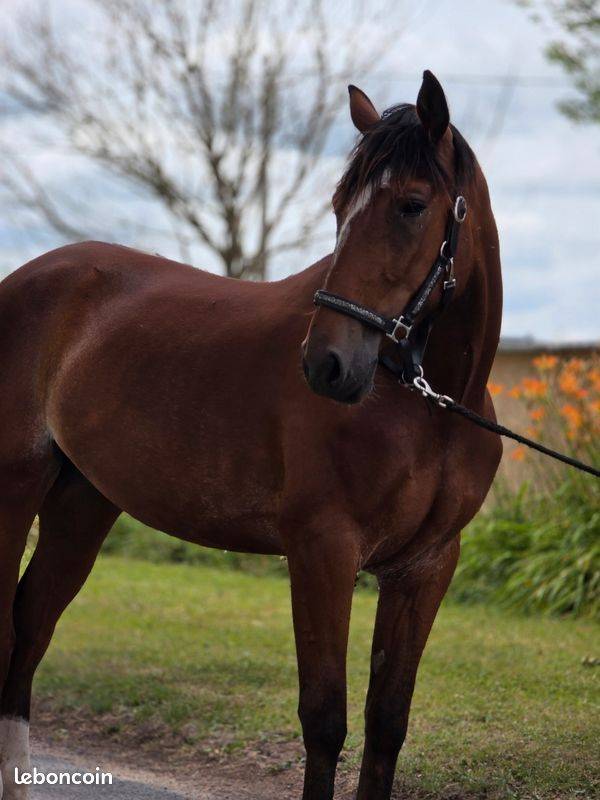 Cavalla Trottatore Francese In vendita 2023 Baio