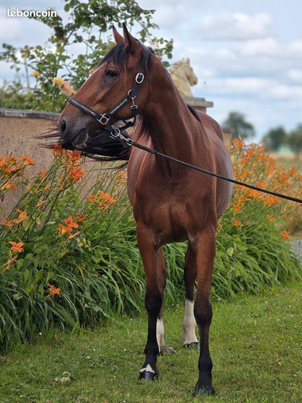 Cavalla Trottatore Francese In vendita 2023 Baio