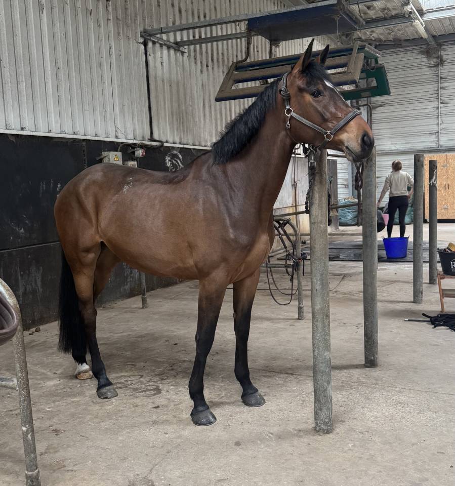 Cavalla Cavallo da Sport Irlandese In vendita 2022 Baio scuro ,  DIAMANT DE SEMILLY
