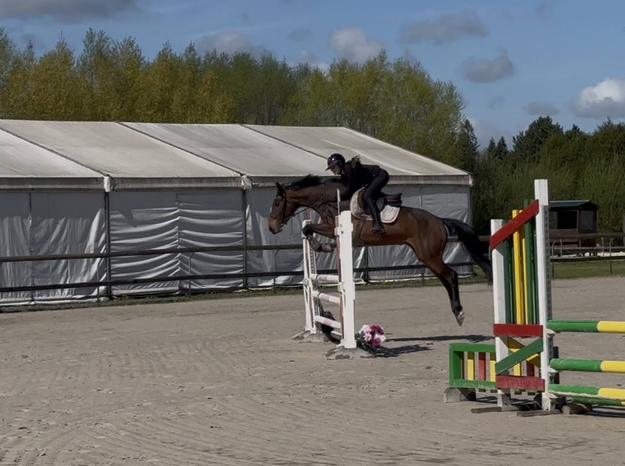 Cavalla Cavallo da Sport Irlandese In vendita 2022 Baio scuro ,  DIAMANT DE SEMILLY