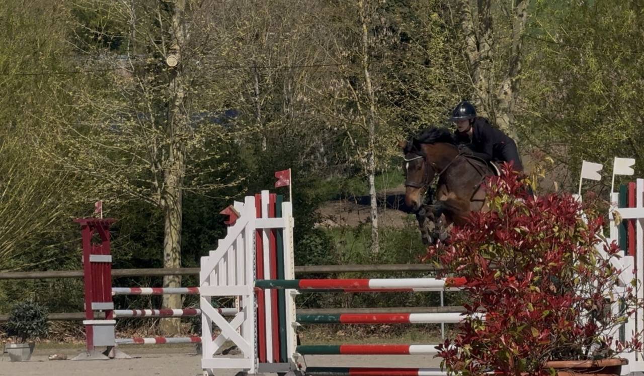 Cavalla Cavallo da Sport Irlandese In vendita 2022 Baio scuro ,  DIAMANT DE SEMILLY
