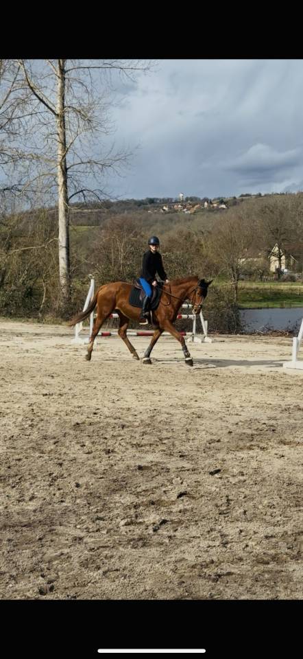 Cavalla AQPS In vendita 2020 Sauro ,  Spanish Moon