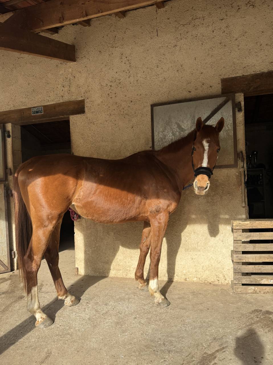 Cavalla AQPS In vendita 2020 Sauro ,  Spanish Moon
