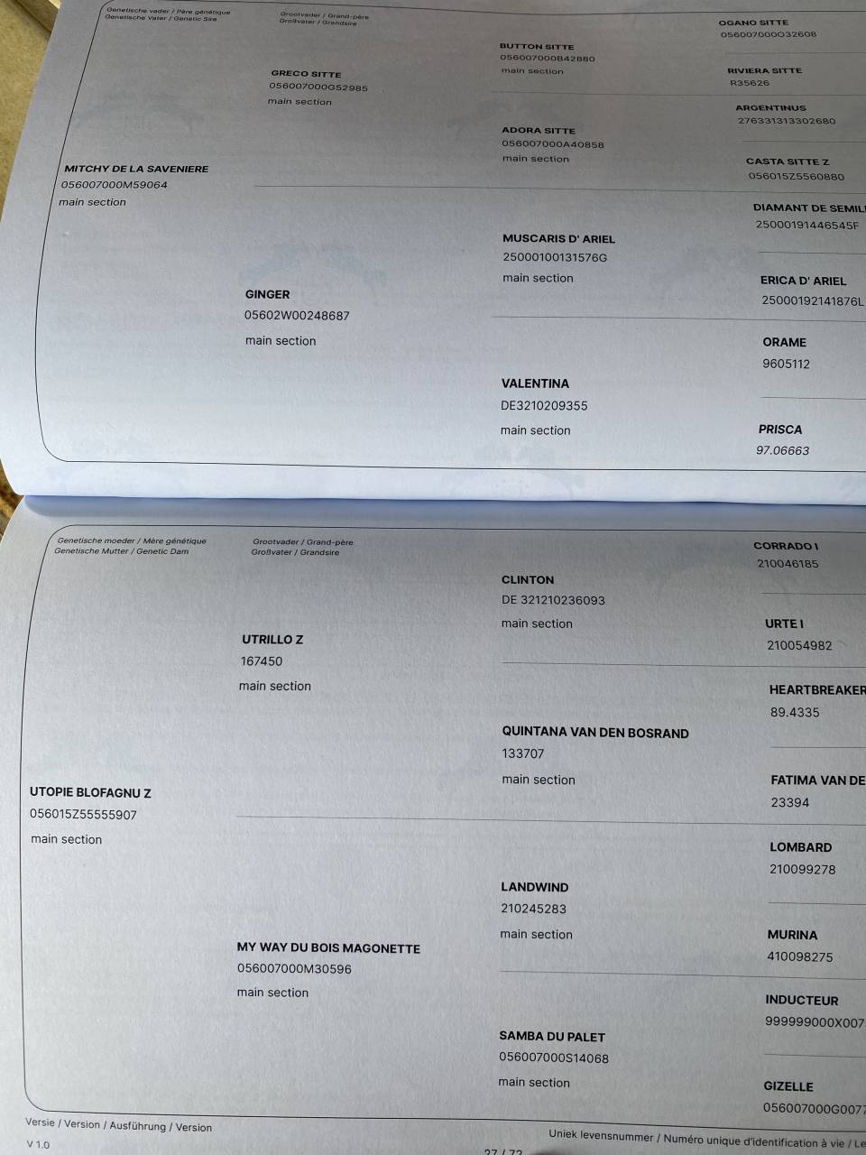 Cavalla Zangersheide In vendita 2022 Sauro