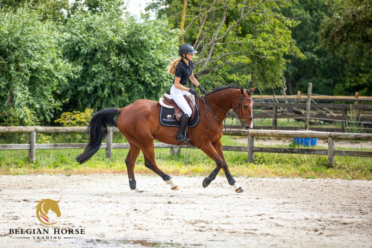 Castrone BWP Cavallo da Sangue Belgio In vendita 2016 Baio
