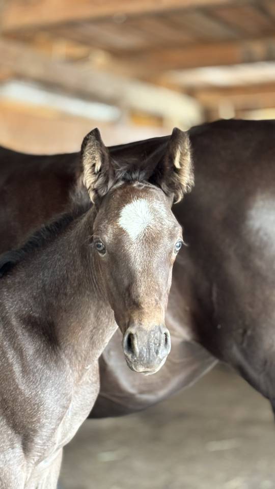Puledro Welsh Part Bred In vendita 2026 Altro colore ,  Hermes de la Meloise