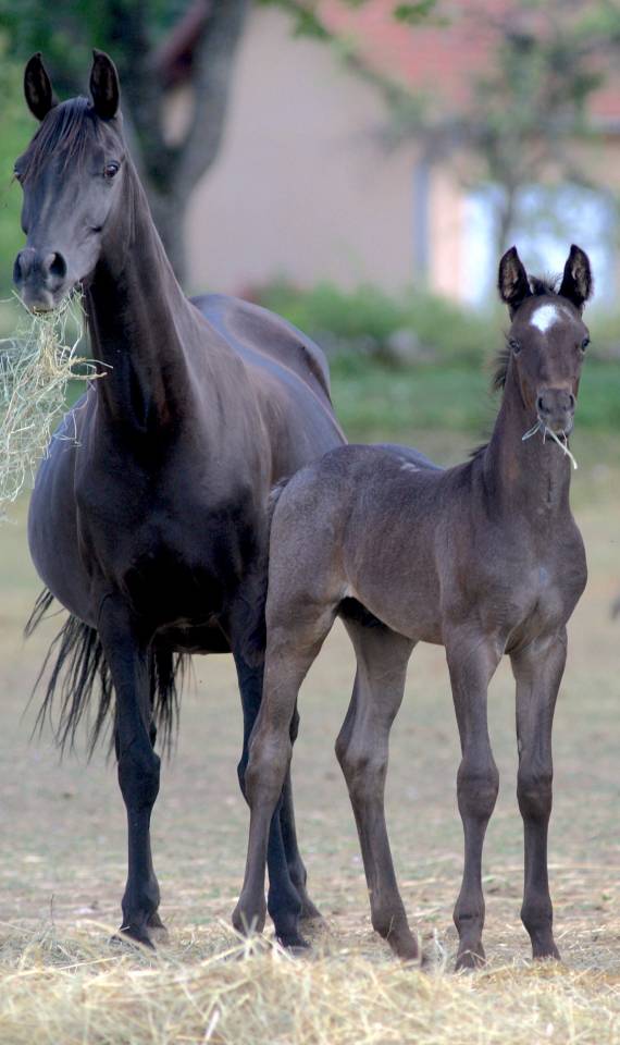 Puledro Welsh Part Bred In vendita 2026 Altro colore ,  Hermes de la Meloise