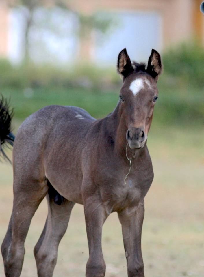 Puledro Welsh Part Bred In vendita 2026 Altro colore ,  Hermes de la Meloise