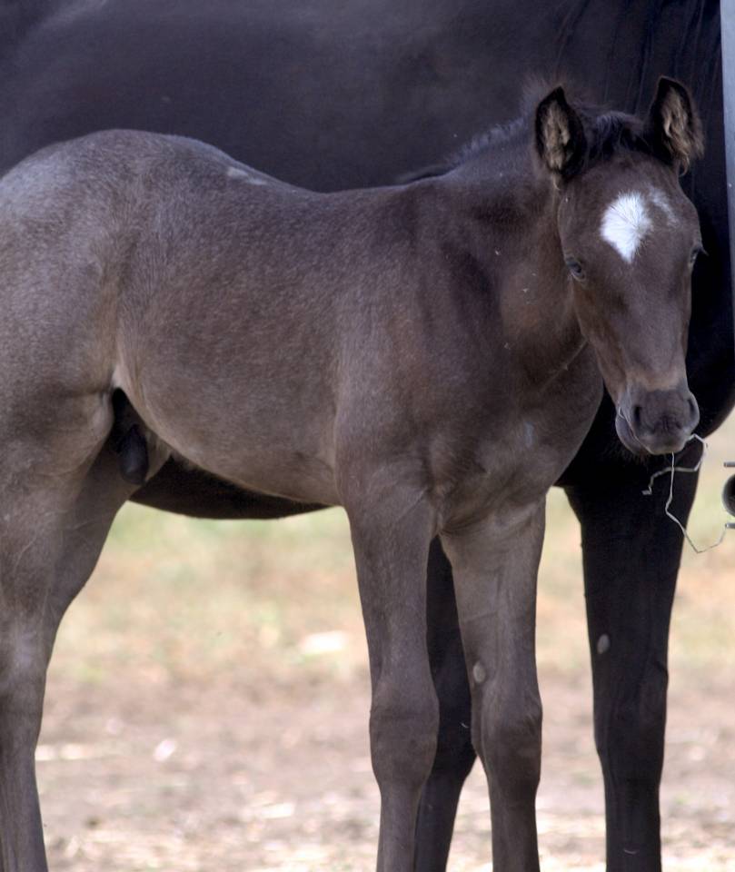 Puledro Welsh Part Bred In vendita 2026 Altro colore ,  Hermes de la Meloise