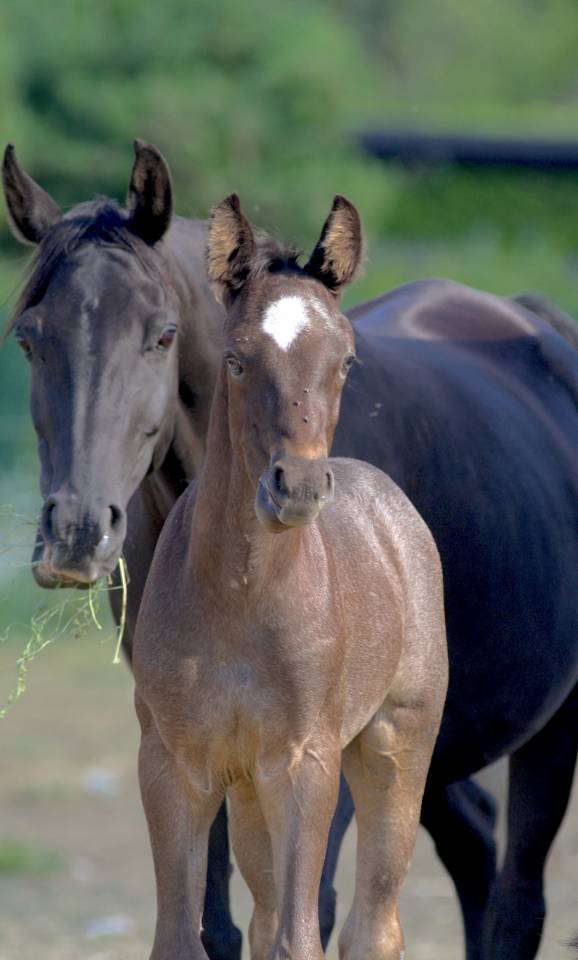 Puledro Welsh Part Bred In vendita 2026 Altro colore ,  Hermes de la Meloise