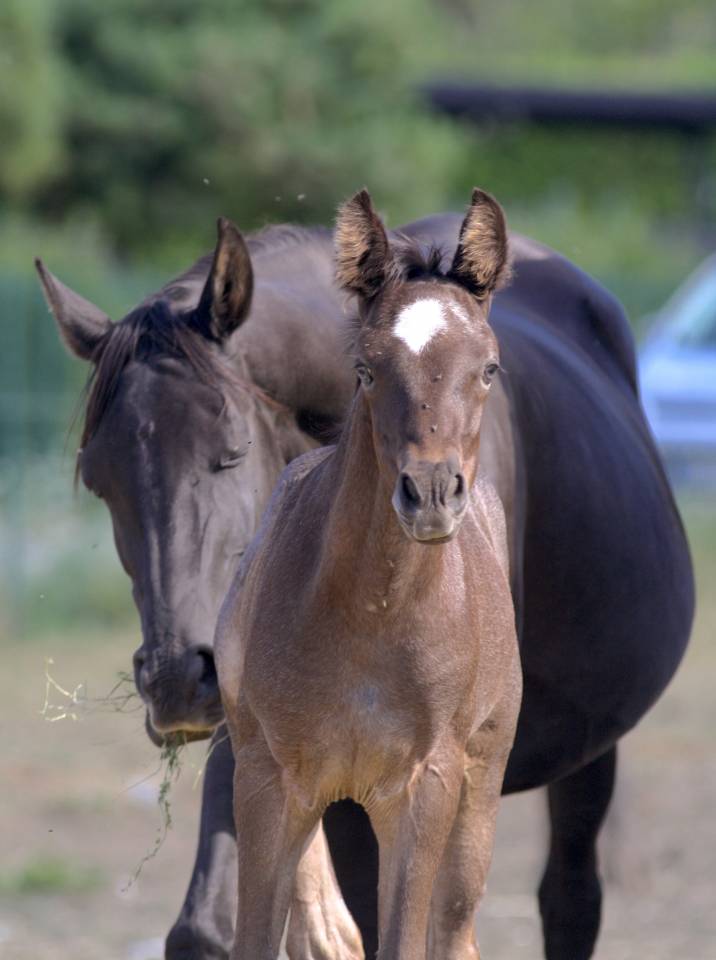 Puledro Welsh Part Bred In vendita 2026 Altro colore ,  Hermes de la Meloise