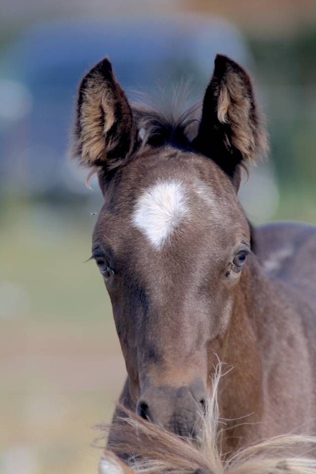 Puledro Welsh Part Bred In vendita 2026 Altro colore ,  Hermes de la Meloise