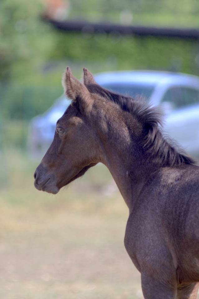 Puledro Welsh Part Bred In vendita 2026 Altro colore ,  Hermes de la Meloise