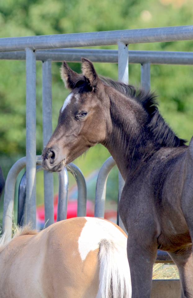 Puledro Welsh Part Bred In vendita 2026 Altro colore ,  Hermes de la Meloise