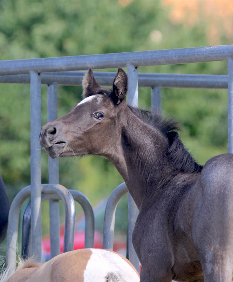 Puledro Welsh Part Bred In vendita 2026 Altro colore ,  Hermes de la Meloise