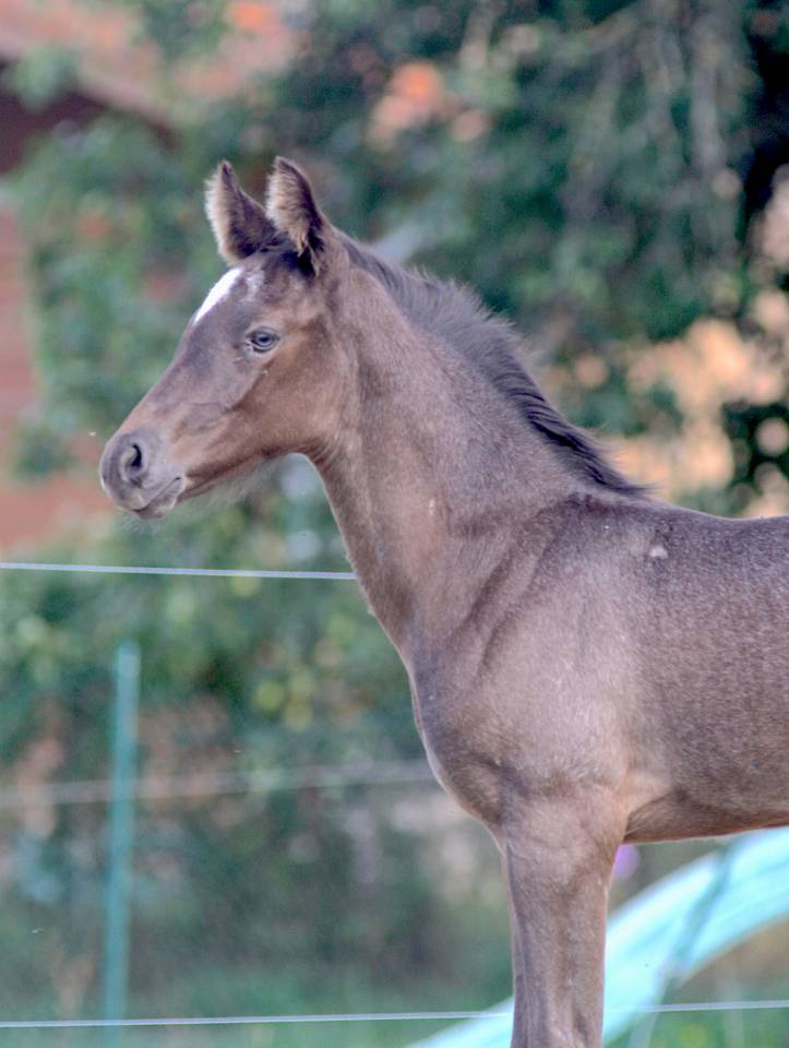 Puledro Welsh Part Bred In vendita 2026 Altro colore ,  Hermes de la Meloise