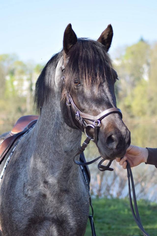 Puledro Welsh Part Bred In vendita 2026 Altro colore ,  Hermes de la Meloise