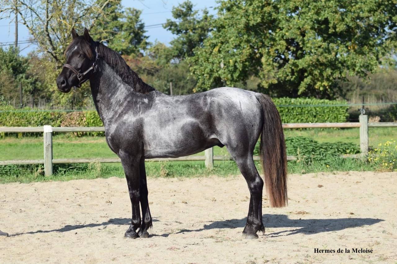 Puledro Welsh Part Bred In vendita 2026 Altro colore ,  Hermes de la Meloise