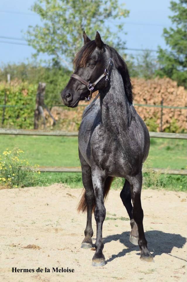 Puledro Welsh Part Bred In vendita 2026 Altro colore ,  Hermes de la Meloise