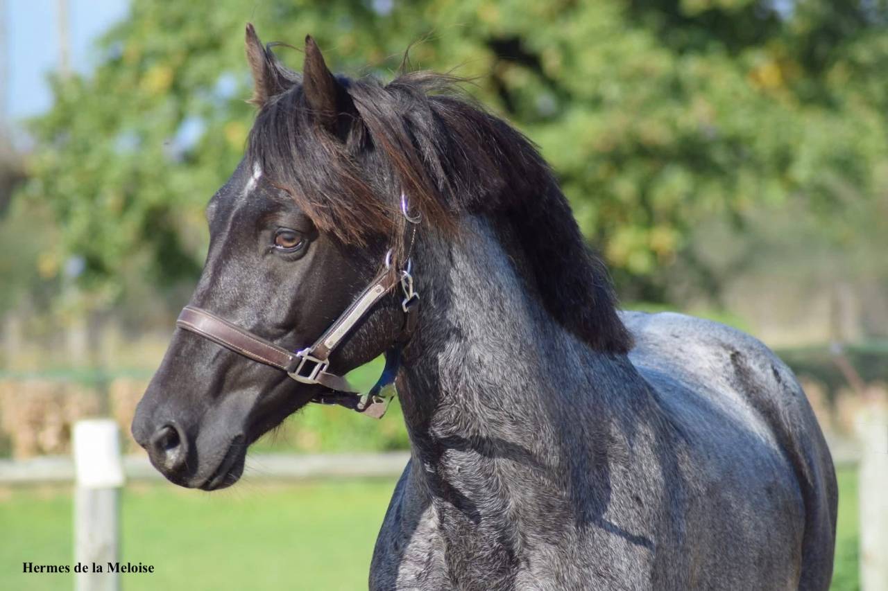 Puledro Welsh Part Bred In vendita 2026 Altro colore ,  Hermes de la Meloise