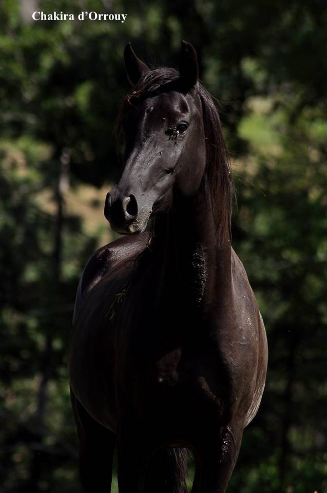 Puledro Welsh Part Bred In vendita 2026 Altro colore ,  Hermes de la Meloise