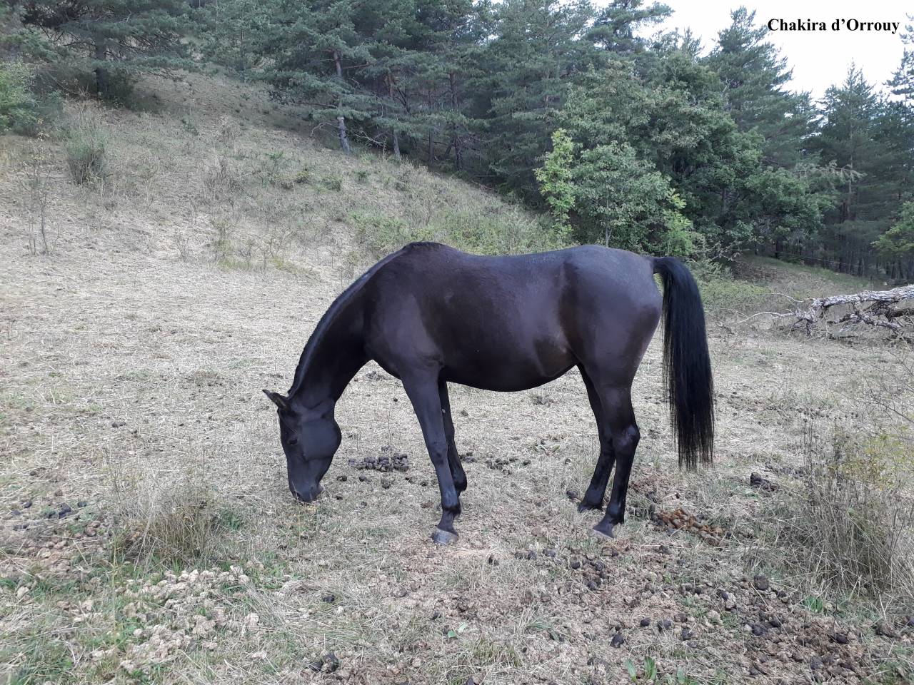 Puledro Welsh Part Bred In vendita 2026 Altro colore ,  Hermes de la Meloise
