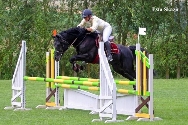 Puledro Welsh Part Bred In vendita 2026 Altro colore ,  Hermes de la Meloise